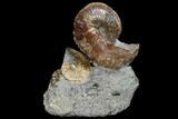 Fossil Ammonite (Hoploscaphites) Cluster - South Dakota #115068-1